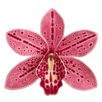 Orchid Bloom Sculpture